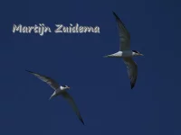 Witte sterns [Sternula]